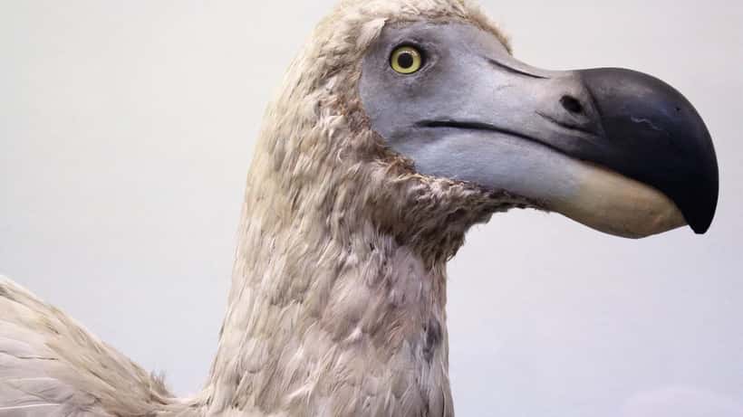 Museum specimen of Raphus solitarius, a dodo-related bird from Mauritius, highlighting de-extinction research in 2026