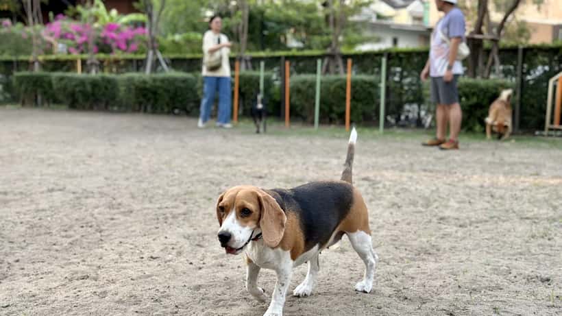 beagle en el parque para perros explorando libremente al aire libre