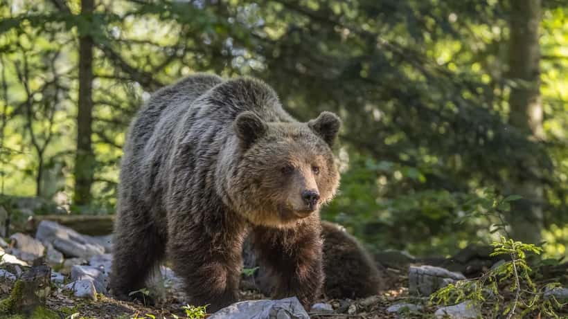 Orso bruno eurasiatico (Ursus arctos arctos) in natura, specie presente in Trentino con 118 esemplari nel 2025
