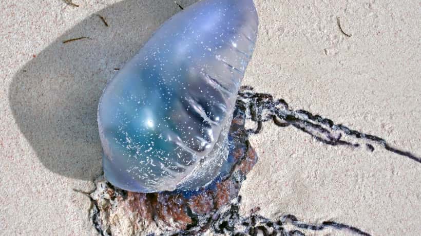 Portugees oorlogsschip (Physalia physalis) aangespoeld op strand — gevaarlijk kolonie-organisme met lange tentakels