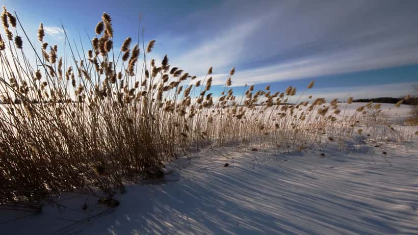 Strand vid Lake Ontario i Ontario, Kanada, med varningsskyltar om badförbud