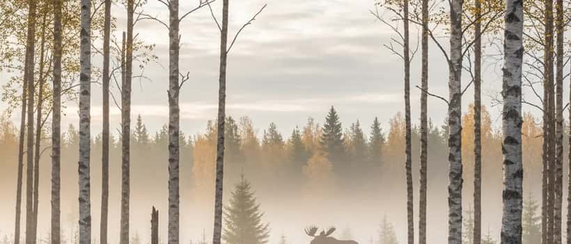 Svensk skogsmiljö med björkar och älg i bakgrunden, dimmig morgon, vild natur
