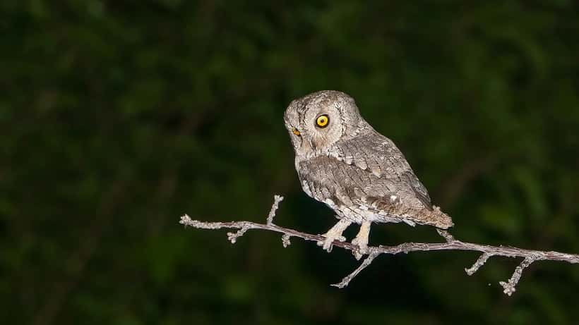 Kyläpöllönen (Otus scops) – harvinainen pöllölaji oksalla