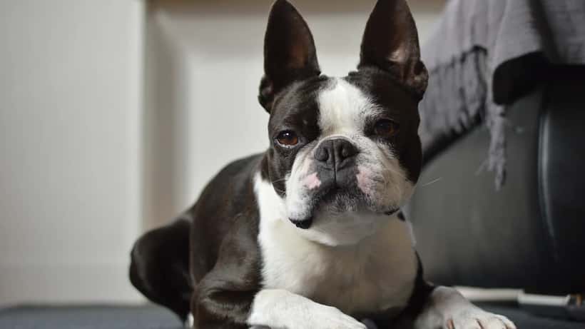 Boston Terrier avec son propriétaire en consultation vétérinaire pour syndrome brachycéphale 2026
