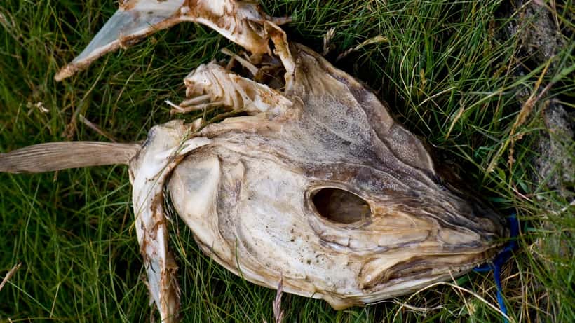 Ferskur þorskur á uppboðsmarkaði á Íslandi 2026