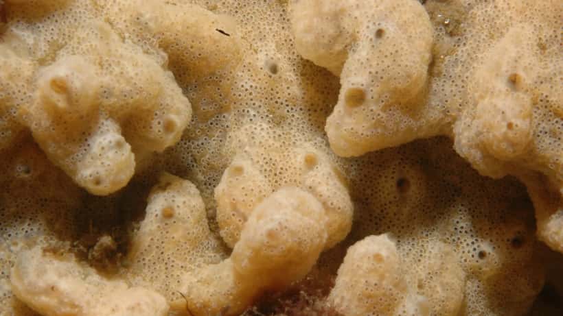 Pale carpet-like colony of the invasive sea squirt Didemnum vexillum, known as sea vomit, growing on a marine surface