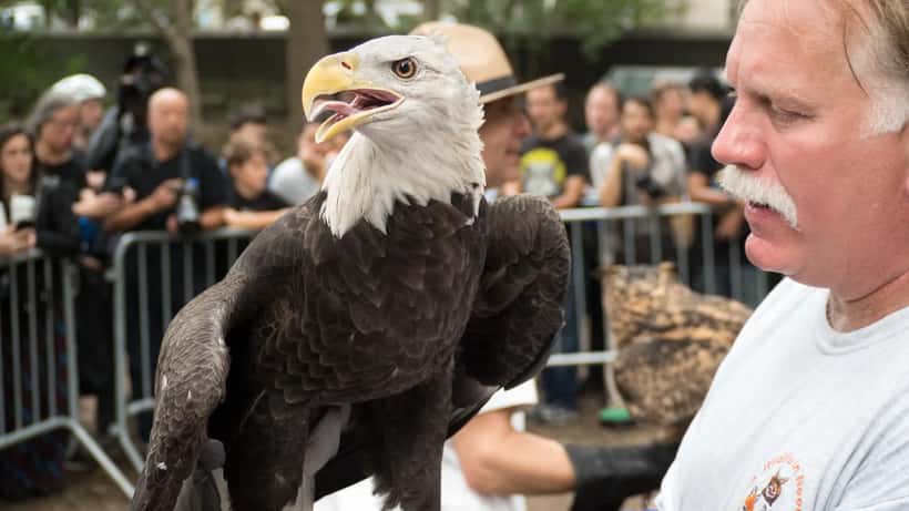 Bald eagle being held by a wildlife handler during rehabilitation care