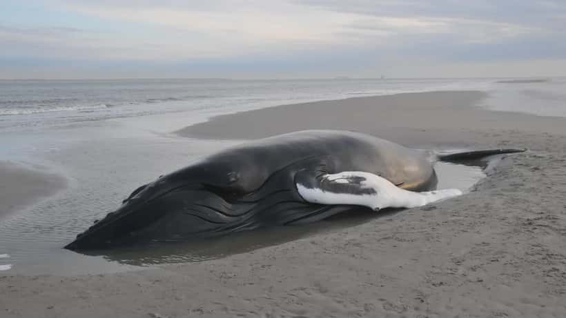 Gestrandeter Buckelwal am Strand — Rettungseinsatz Ostsee 2026