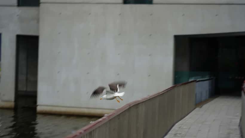 Ráðhús Reykjavíkur - vettvangur sveitarstjórnarkosningar