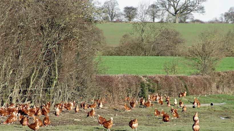 Free-range poultry in a field in Shropshire, England, reflecting UK egg supply chain safety concerns