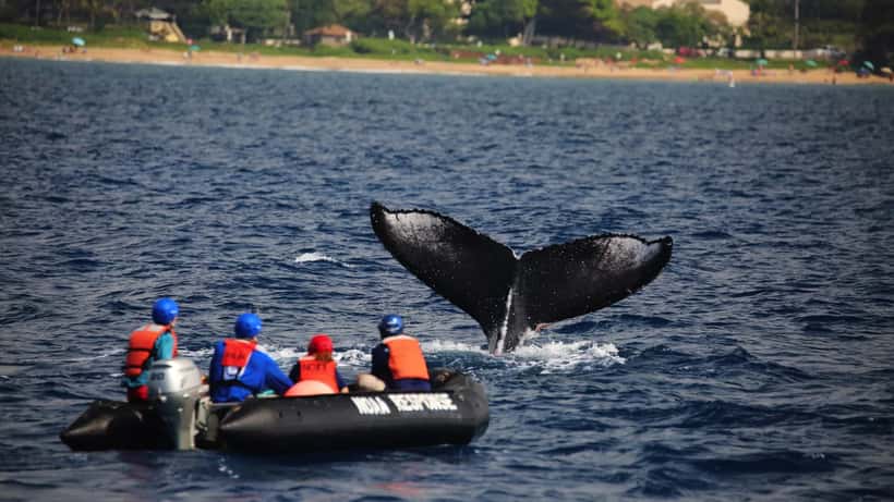 Équipe de sauvetage de baleines en mer, intervention vétérinaire sur cétacé en détresse