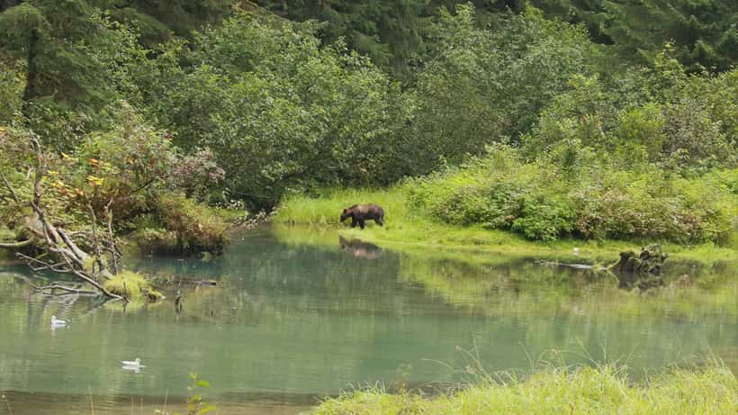 Braunbär im Wald — Wanderer mit Hund müssen bei Bärensichtung in Tirol vorbereitet sein