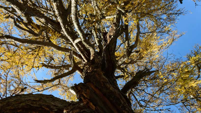 Europäische Lärche (Larix decidua) im Herbst in Seckau, Österreich