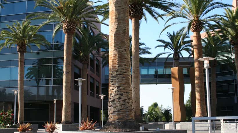 Google campus i Mountain View, Californien med palmer og grønne bygninger