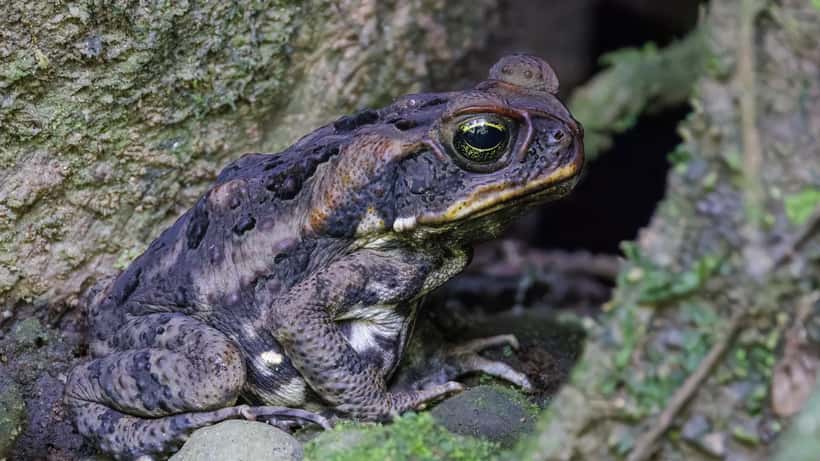 Close-up of a cane toad (Rhinella marina), the invasive amphibian spreading across eastern Australia and threatening pets
