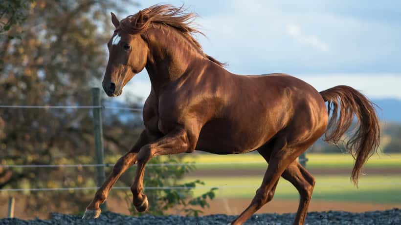Cavalo lusitano em apresentação de equitação no Ribatejo durante o Samora Equestre 2026