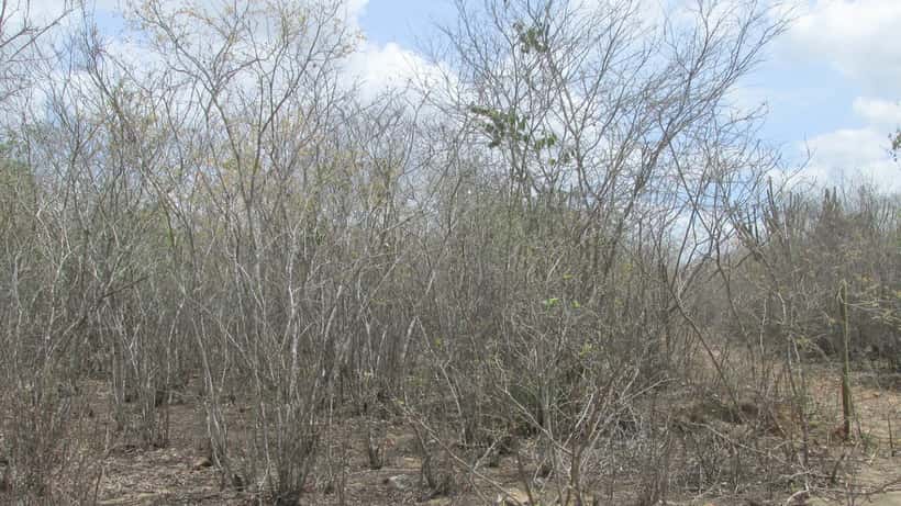 Paisagem de caatinga no sertão nordestino com vegetação seca e céu azul