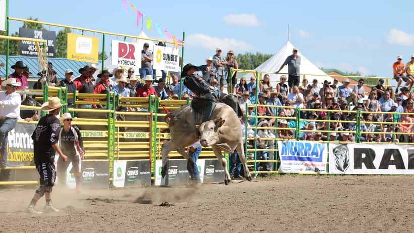 Peão montando touro em competição de rodeio profissional na arena