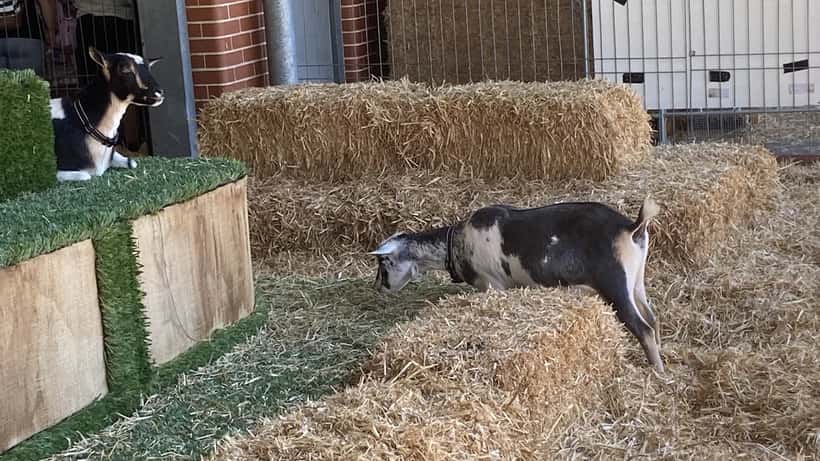 Goats at the Sydney Royal Easter Show in the Farmyard Nursery area
