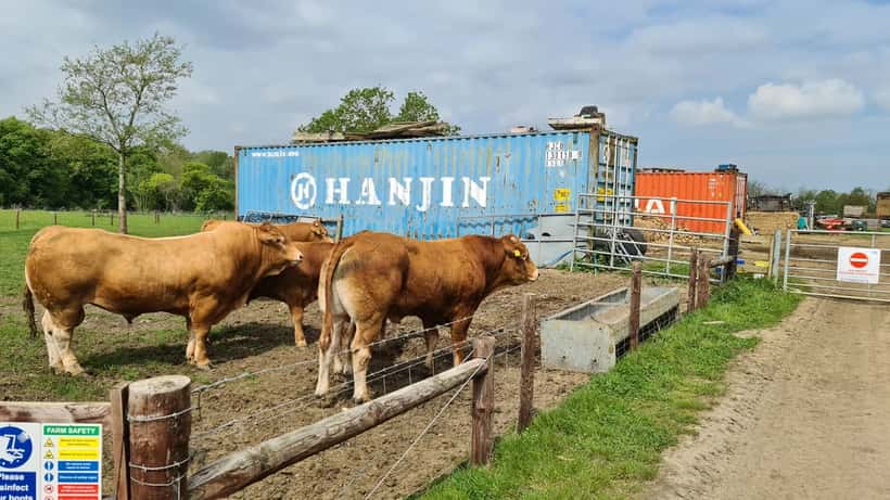 Beef cattle grazing in a field at Lakeview Farm in Thuxton, Norfolk, UK