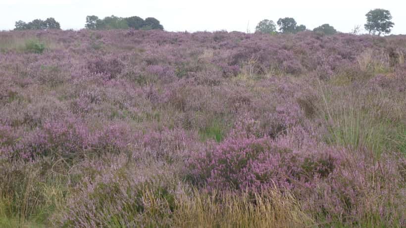 Paarse bloeiende heide op de Ginkelse Heide bij Ede in september 2026