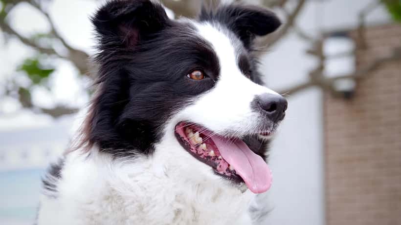 Bordercollie läähättää kesäisellä lenkillä