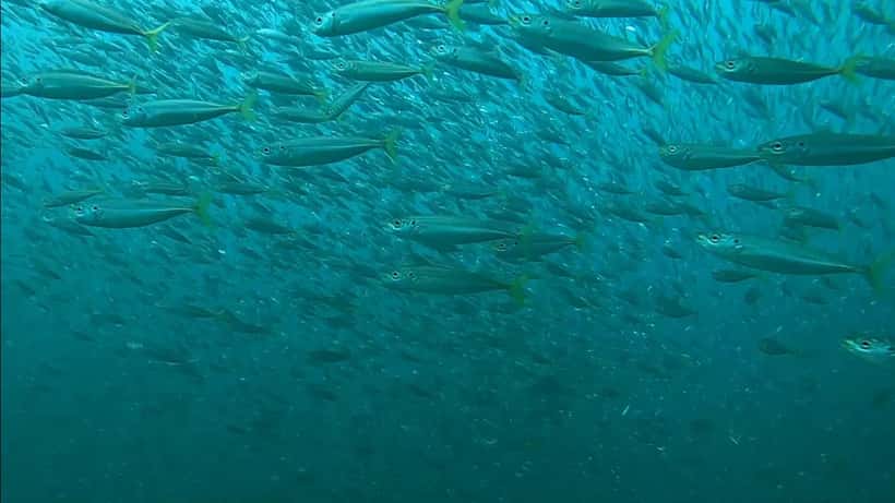 Subacqueo in immersione profonda con attrezzatura da diving
