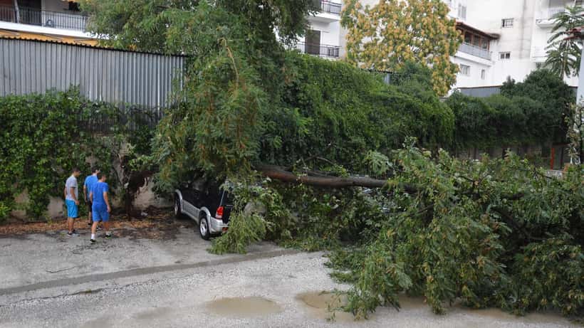 Arbre déraciné par de forts vents étendu sur la chaussée après une tempête