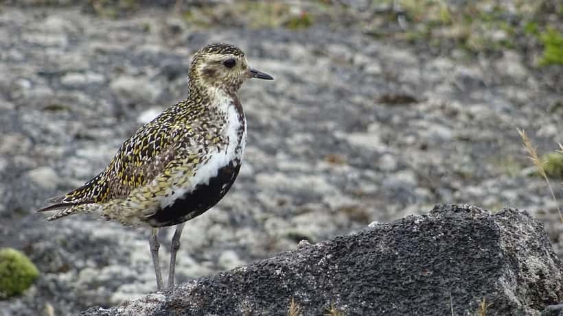 Gullþröstur (lóa) við Gunnuhver á Reykjanesi, Ísland
