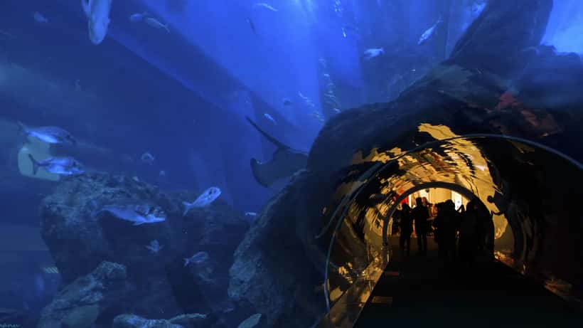 Visitors walking through an underwater tunnel at an aquarium with marine life overhead