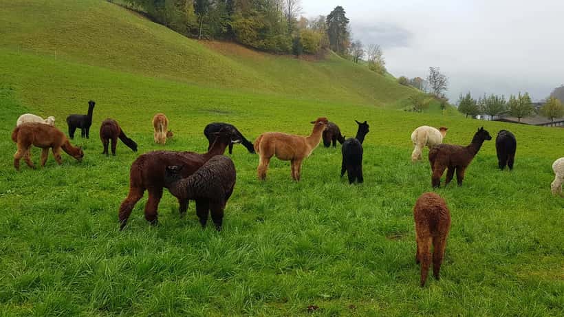 Deux alpagas dans un pré alpin suisse, Alpes en arrière-plan