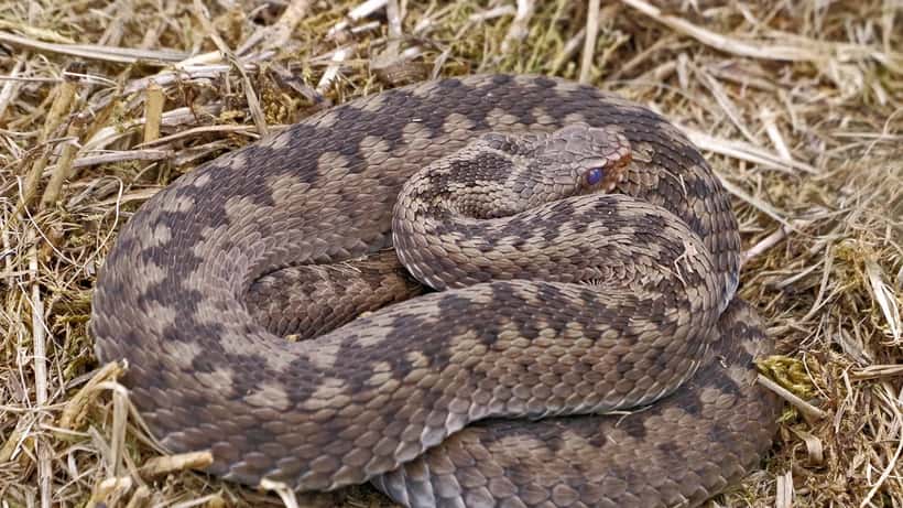 Kreuzotter (Vipera berus) in der Natur, Österreichs gefährlichste einheimische Schlange