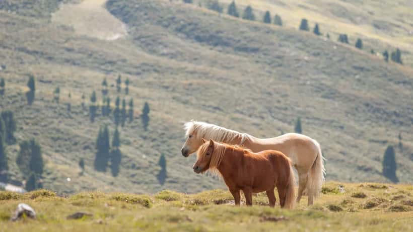 Zwei Haflinger-Pferde auf einer Tiroler Alm