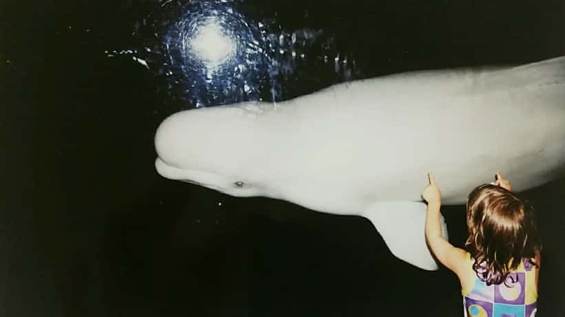 Belugawalvis zwemmend in arktische wateren, wit zoogdier