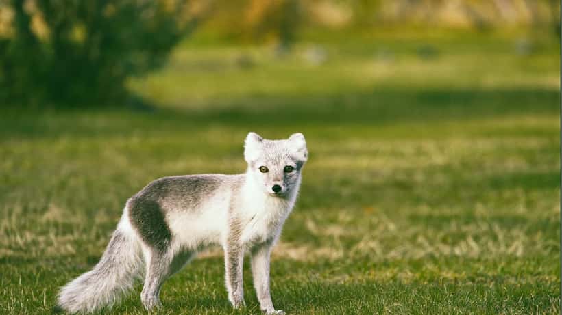 Melrakkinn (Vulpes lagopus) í íslenskri náttúru, CC0 Jonatan Pie