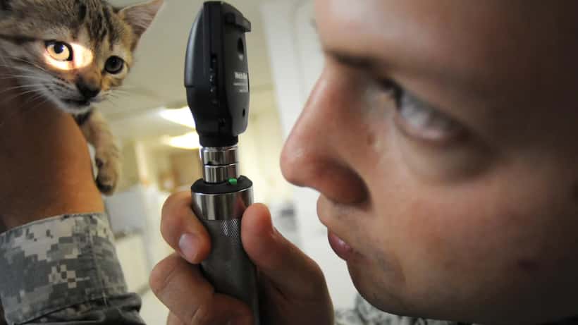 Dierenarts behandelt huisdier voor emigratie EU-paspoort