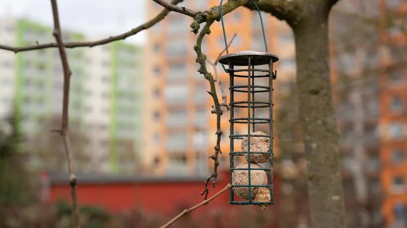 Bird feeder with suet cakes attracting garden birds in UK