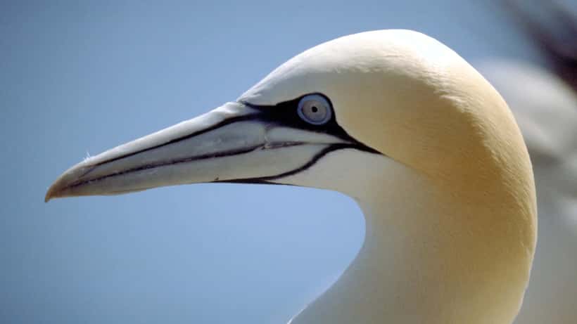 Northern gannet seabird at Bass Rock, Scotland's largest gannet colony