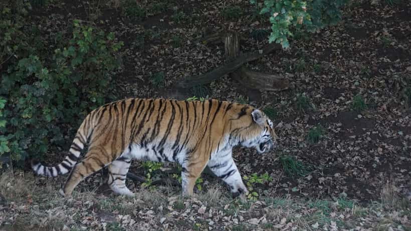 Tigre amur no Yorkshire Wildlife Park, em Doncaster, norte da Inglaterra
