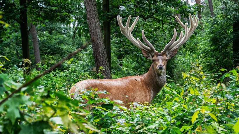 Edelhert in Veluwse bossen wildaanrijding risico