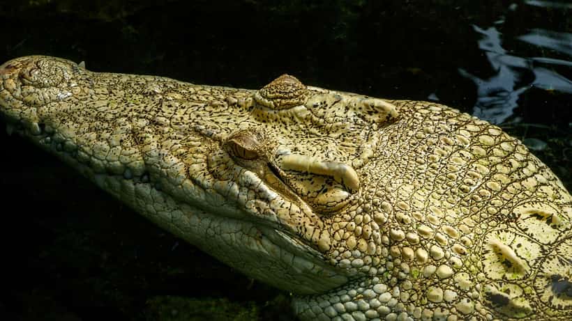 Crocodile en captivité, espèce exotique soumise à réglementation CITES en France