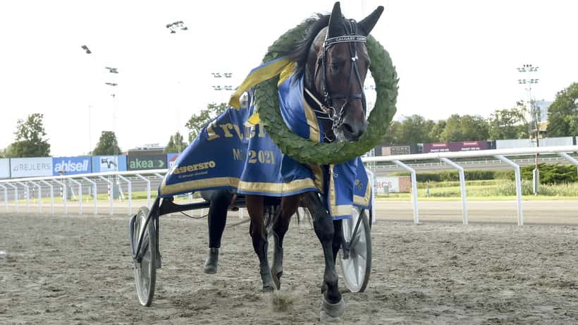 Travhästar i trav race på Solvalla i Stockholm, Sverige