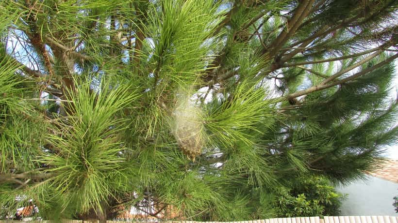 Nid de chenilles processionnaires du pin sur une branche d'arbre en forêt