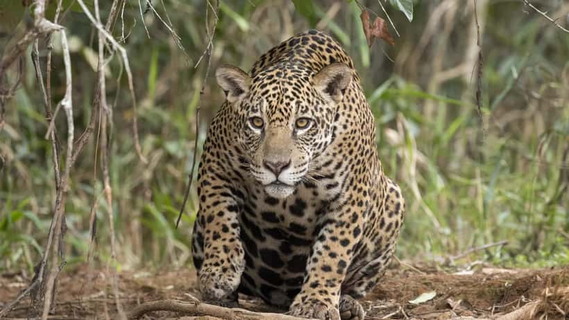 Onça-pintada fêmea no Rio Piquiri, Pantanal brasileiro