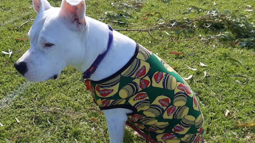 White American Staffordshire Terrier wearing a Vegemite-branded coat outdoors