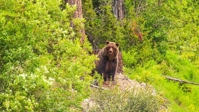 Ours grizzly près d'un lac en Colombie-Britannique, Canada
